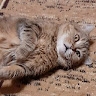 kitty^3^