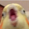 Bezik
