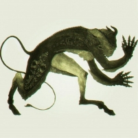Flacassia