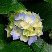 Aliev islambek