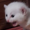 kkwirxe