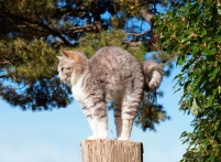 Tumbleweed