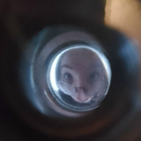 Виталя Весельчак