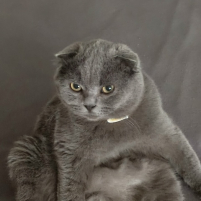 Дэн Дэнсэн