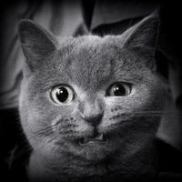 karpov.aleksey