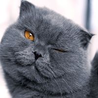 nikolay.o.