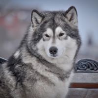 Konstantin.Zlobin